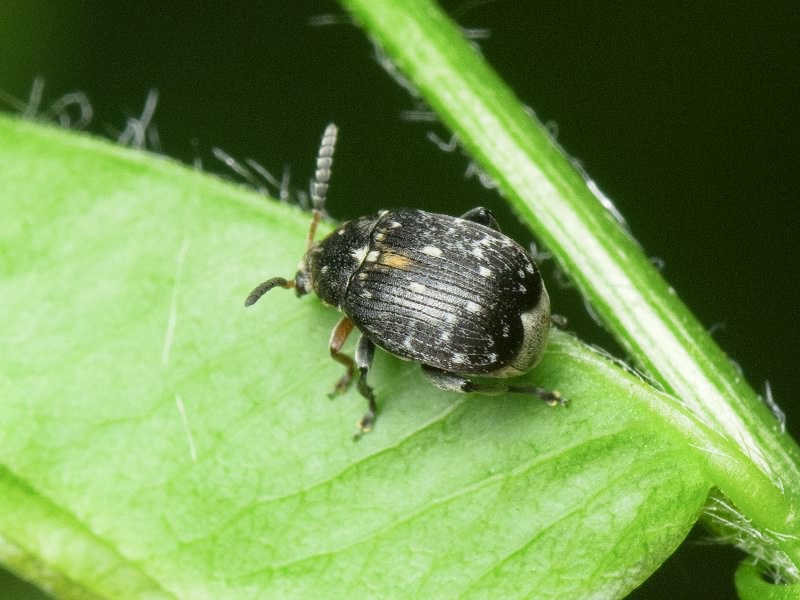 Bruchus atomarius (Linnaeus, 1761)